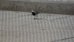 Motacilla alba