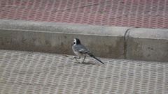 Motacilla alba