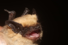 Parastrellus hesperus hesperus