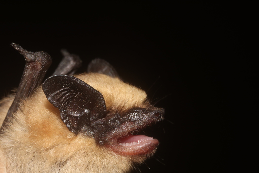 Western Pipistrelle