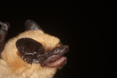 Parastrellus hesperus hesperus