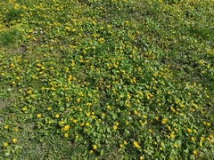 Ficaria verna