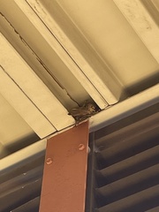 Haemorhous mexicanus