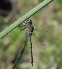 Rhionaeschna haarupi