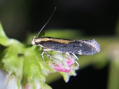 Aroga paraplutella