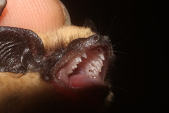 Parastrellus hesperus hesperus