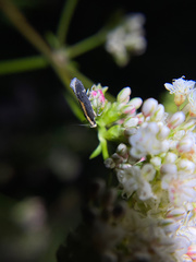 Aroga paraplutella
