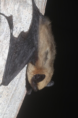 Parastrellus hesperus hesperus