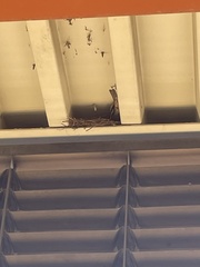 Haemorhous mexicanus