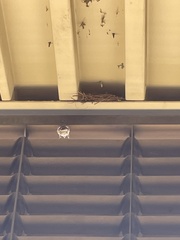 Haemorhous mexicanus