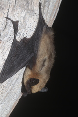 Parastrellus hesperus hesperus