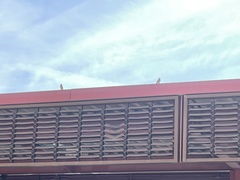 Haemorhous mexicanus