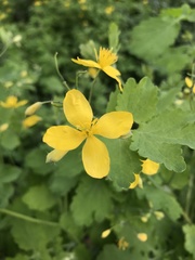 Chelidonium majus
