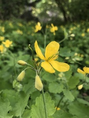 Chelidonium majus