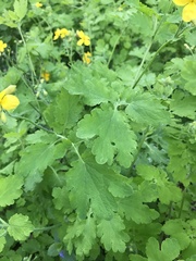 Chelidonium majus