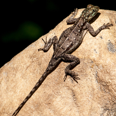 Agama lionotus