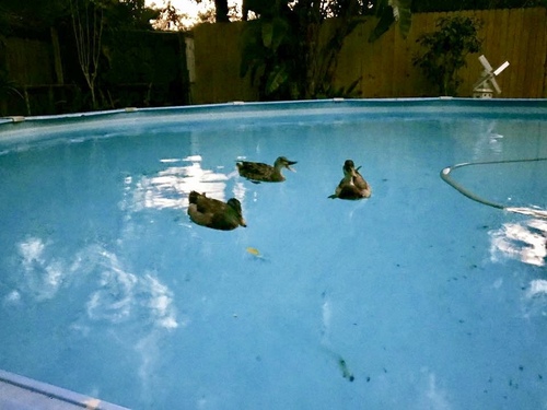 Anas platyrhynchos image