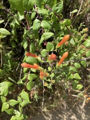 Penstemon rostriflorus