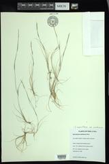 Sporobolus neglectus