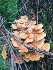 Laetiporus sulphureus
