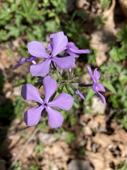 Phlox divaricata