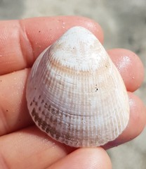 Laevicardium oblongum