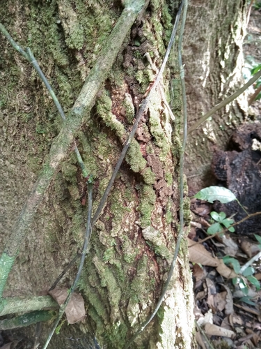 Spondias mombin - Whole tree