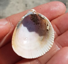 Laevicardium oblongum