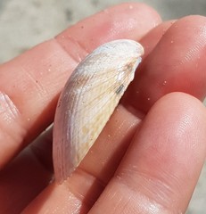 Laevicardium oblongum