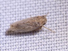 Curtara insularis