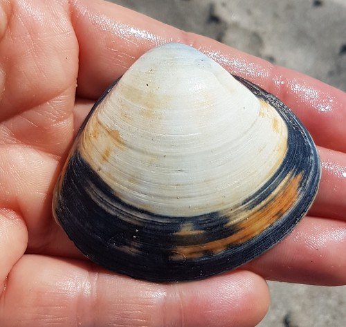 rayed trough-shell