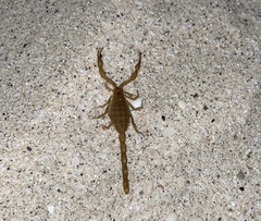 Centruroides sculpturatus