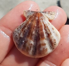 Flexopecten flexuosus