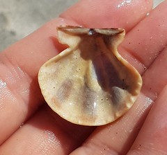 Flexopecten flexuosus