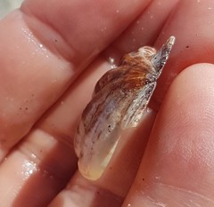 Flexopecten flexuosus