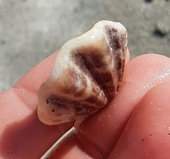 Flexopecten flexuosus