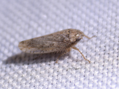 Curtara insularis