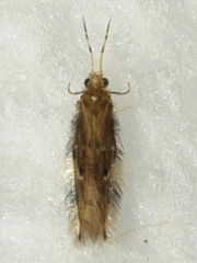 Oxyethira