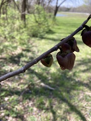 Asimina triloba