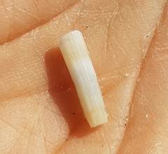 Antalis inaequicostata