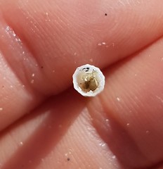 Antalis inaequicostata