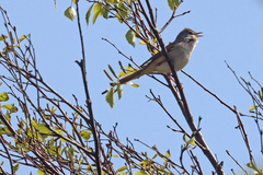 Curruca communis