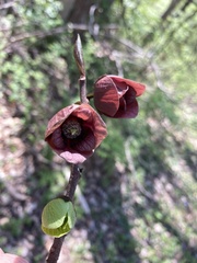 Asimina triloba