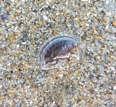 Gammaroidea