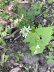Alliaria petiolata