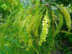 Prosopis glandulosa