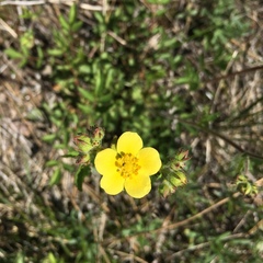 Potentilla gracilis