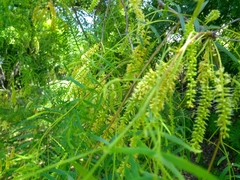 Prosopis glandulosa