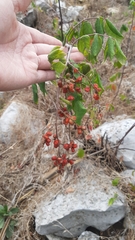 Rhus terebinthifolia
