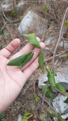 Rhus terebinthifolia